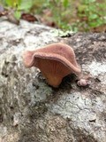Lentinus strigosus image