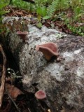 Panus neostrigosus image