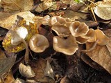 Clitocybe metachroa image
