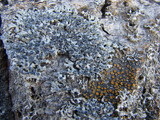 Physcia aipolia image