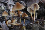 Psilocybe pelliculosa image
