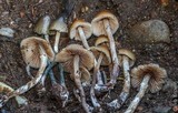 Psilocybe pelliculosa image