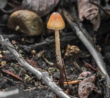 Psilocybe pelliculosa image