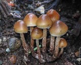 Psilocybe pelliculosa image