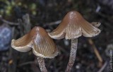 Psilocybe pelliculosa image