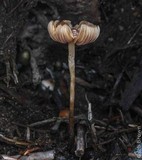 Psilocybe pelliculosa image