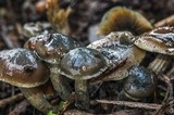 Psilocybe pelliculosa image