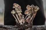 Psilocybe pelliculosa image