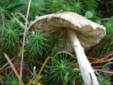 Lepiota clypeolaria image