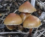 Psilocybe pelliculosa image