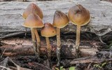Psilocybe pelliculosa image