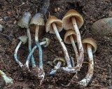 Psilocybe pelliculosa image