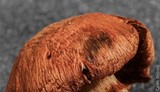 Gymnopilus viridans image