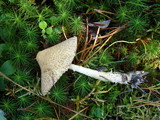Lepiota clypeolaria image