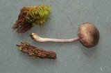 Entoloma tjallingiorum image