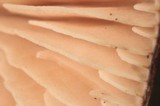 Entoloma tjallingiorum image
