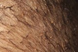 Entoloma tjallingiorum image