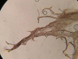 Entoloma tjallingiorum image