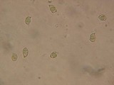Entoloma tjallingiorum image