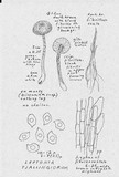 Entoloma tjallingiorum image
