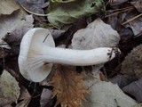 Hygrophorus occidentalis image