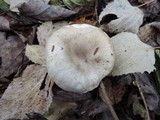 Hygrophorus occidentalis image