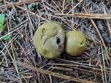 Lycoperdon lambinonii image
