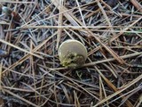 Lycoperdon lambinonii image
