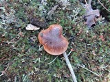 Tricholoma albobrunneum image