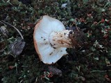 Tricholoma albobrunneum image