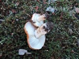 Tricholoma albobrunneum image