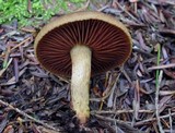 Cortinarius semisanguineus image