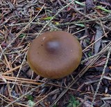 Cortinarius semisanguineus image