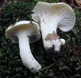 Hygrophorus chrysodon image