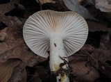 Hygrophorus fuligineus image