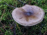 Hygrophorus fuligineus image