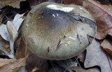 Hygrophorus fuligineus image