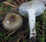 Hygrophorus fuligineus image