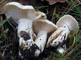 Hygrophorus flavodiscus image