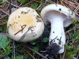 Hygrophorus flavodiscus image