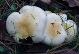 Hygrophorus flavodiscus image