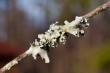 Parmotrema austrosinense image
