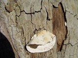 Sarcodontia pachyodon image