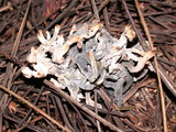 Clavulina coralloides image