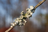 Parmotrema austrosinense image