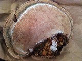 Fomitopsis cajanderi image