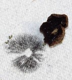 Panaeolus reticulatus image
