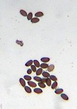 Panaeolus reticulatus image