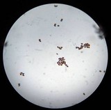 Panaeolus reticulatus image