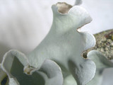 Parmotrema austrosinense image